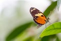 Exotic butterflies extreme macro shots in vibrant colors. Papilionoidea Royalty Free Stock Photo