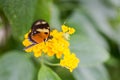 Exotic butterflies extreme macro shots in vibrant colors. Papilionoidea Royalty Free Stock Photo