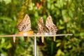 Exotic butterflies Royalty Free Stock Photo