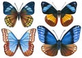 Exotic butterflies isolated on white background. tropical butterfly with colorful wings. Set of design elements. Royalty Free Stock Photo