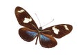 Exotic butterfly Royalty Free Stock Photo