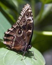 Exotic butterfly Royalty Free Stock Photo