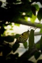 Exotic butterfly at Antipa Museum in Bucharest