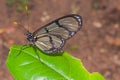 Black Transandina Cattle Heart Butterfly, South America Royalty Free Stock Photo
