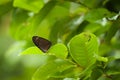 Exotic Butterfly Feeding On A Colorful Flower Royalty Free Stock Photo