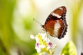 Exotic butterfly on the flower Royalty Free Stock Photo