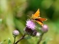 Exotic butterfly and flowering thistles Royalty Free Stock Photo