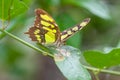 Exotic butterfly on a leaf. Royalty Free Stock Photo