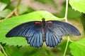 Exotic butterfly with metallic dark blue coloration