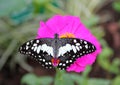 Exotic butterfly in natural habitat Royalty Free Stock Photo