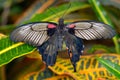 Exotic butterfly in natural habitat Royalty Free Stock Photo