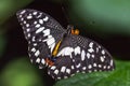 Exotic butterfly Papilio demoleus. Royalty Free Stock Photo