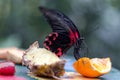 Exotic butterfly red and black eats fruits nectar