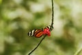 Exotic butterfly sitting on red flower in tropical rain forest in Costa Rica, exotic adventure, butterfly with yellow and orange Royalty Free Stock Photo