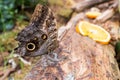 Exotic butterfly species photographed inside a tropical garden