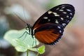 Exotic butterfly species photographed inside a tropical garden