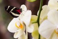 Exotic butterfly species photographed inside a tropical garden