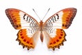 Exotic butterfly on white background