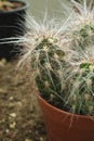 Exotic cactus covered with fluffy white spines Royalty Free Stock Photo