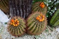 Exotic cactus and orange flowers, vegetation closeup detail