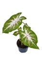 Exotic Caladium Hearts Desire houseplant with bright red leaves in pot