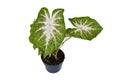 Exotic Caladium Hearts Desire houseplant with bright red leaves in pot