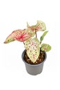 Exotic `Caladium Miss Muffet` houseplant with pink and green leaves with red dots in pot on white background