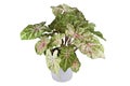 Exotic `Caladium Miss Muffet` houseplant with pink and green leaves with red dots in pot