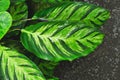 Exotic Calathea Louisae plant Royalty Free Stock Photo