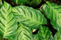 Exotic `Calathea Louisae` plant with multicolored green stripe pattern on leaves Royalty Free Stock Photo