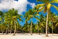 Exotic Caribbean beach full of beautiful palm trees, Dominican Republic Royalty Free Stock Photo