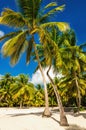 Exotic Caribbean beach full of beautiful palm trees, Dominican Republic Royalty Free Stock Photo