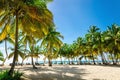 Exotic Caribbean beach full of beautiful palm trees, Dominican Republic Royalty Free Stock Photo