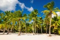 Exotic Caribbean beach full of beautiful palm trees, Dominican Republic Royalty Free Stock Photo