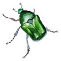 Exotic cetoniinae wild insect in a vector style .