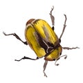 Exotic cetoniinae wild insect in a vector style isolated.