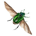 Exotic cetoniinae wild insect in a vector style isolated.