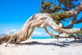 Exotic Chryssi island at the south of Crete, with the amazing Golden Beach, Greece Royalty Free Stock Photo