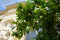 An exotic citrus tree with fruits grows in a pot near the Orangery Palace in the Sanssouci Park. Potsdam, Germany Royalty Free Stock Photo