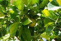 An exotic citrus tree with fruits grows in a pot near the Orangery Palace in the Sanssouci Park. Potsdam, Germany Royalty Free Stock Photo