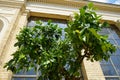 An exotic citrus tree with fruits grows in a pot near the Orangery Palace in the Sanssouci Park. Potsdam, Germany Royalty Free Stock Photo