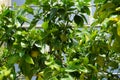 An exotic citrus tree with fruits grows in a pot near the Orangery Palace in the Sanssouci Park. Potsdam, Germany Royalty Free Stock Photo