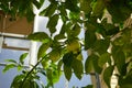 An exotic citrus tree with fruits grows in a pot near the Orangery Palace in the Sanssouci Park. Potsdam, Germany Royalty Free Stock Photo