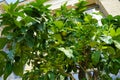 An exotic citrus tree with fruits grows in a pot near the Orangery Palace in the Sanssouci Park. Potsdam, Germany Royalty Free Stock Photo