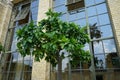 An exotic citrus tree with fruits grows in a pot near the Orangery Palace in the Sanssouci Park. Potsdam, Germany Royalty Free Stock Photo