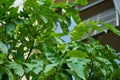 An exotic citrus tree with fruits grows in a pot near the Orangery Palace in the Sanssouci Park. Potsdam, Germany Royalty Free Stock Photo