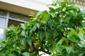 An exotic citrus tree with fruits grows in a pot near the Orangery Palace in the Sanssouci Park. Potsdam, Germany Royalty Free Stock Photo