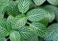 Exotic close-up macro tropical botanical background fresh green tiny leaves plant foliage.concept for wallpaper,backdrop,natural