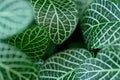 Exotic close-up macro tropical botanical background fresh green tiny leaves plant foliage.concept for wallpaper,backdrop,natural