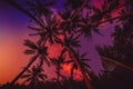 Exotic coconut palms with amazing sunset colors in tropical island Royalty Free Stock Photo